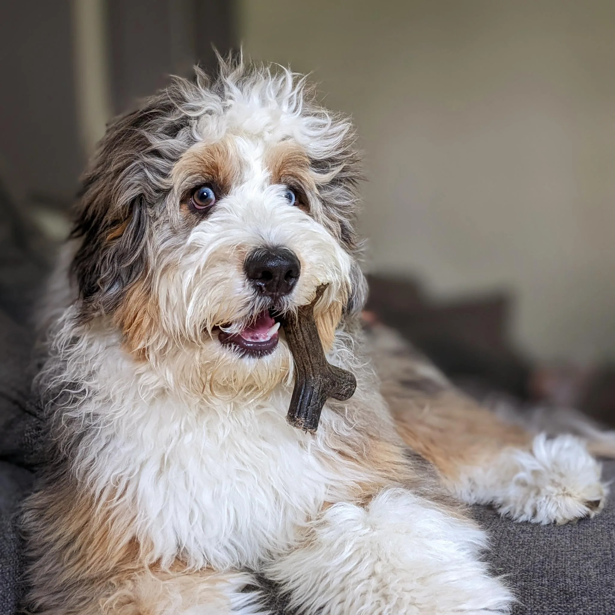 Enoch the dog