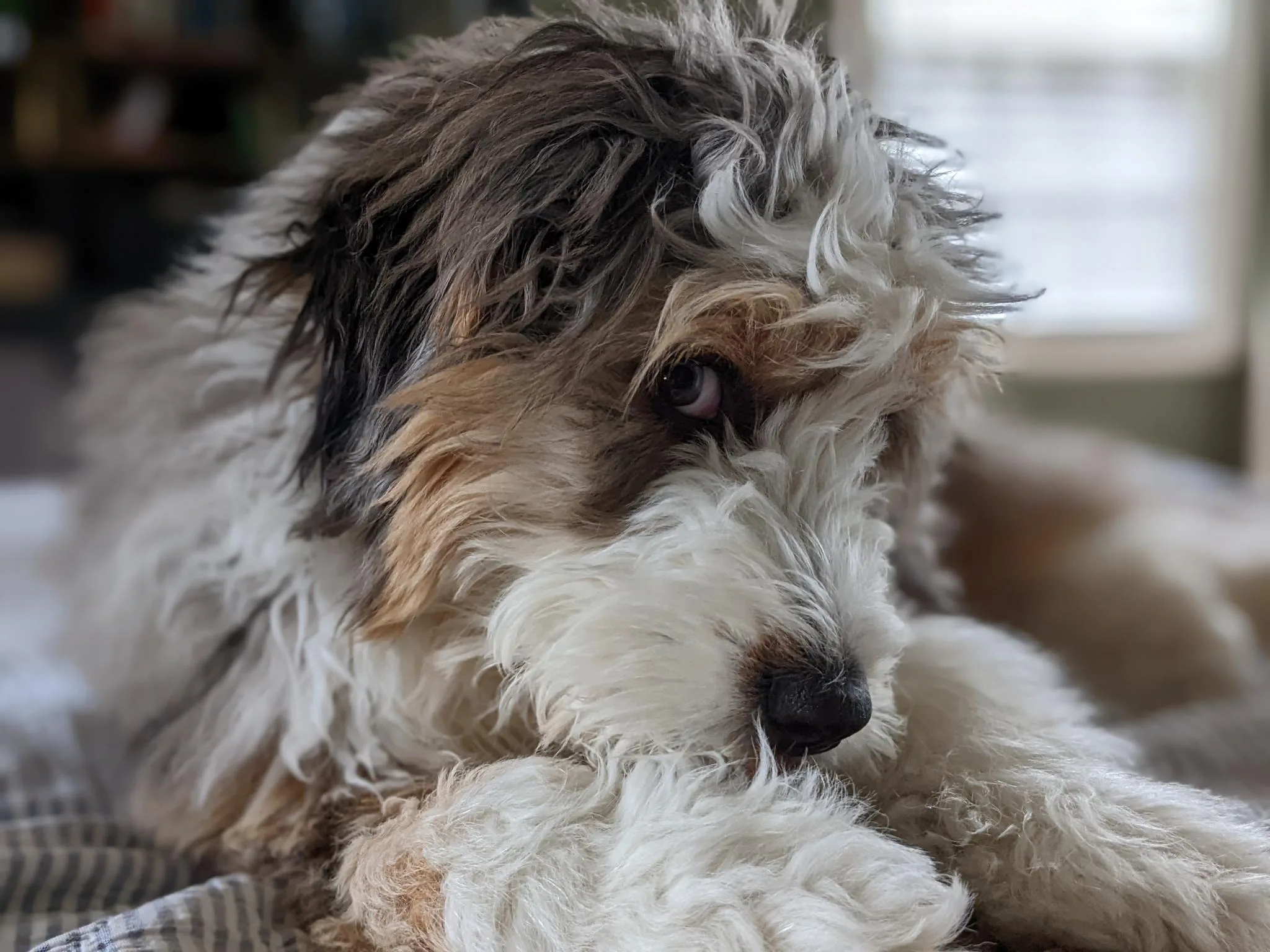 Enoch the dog