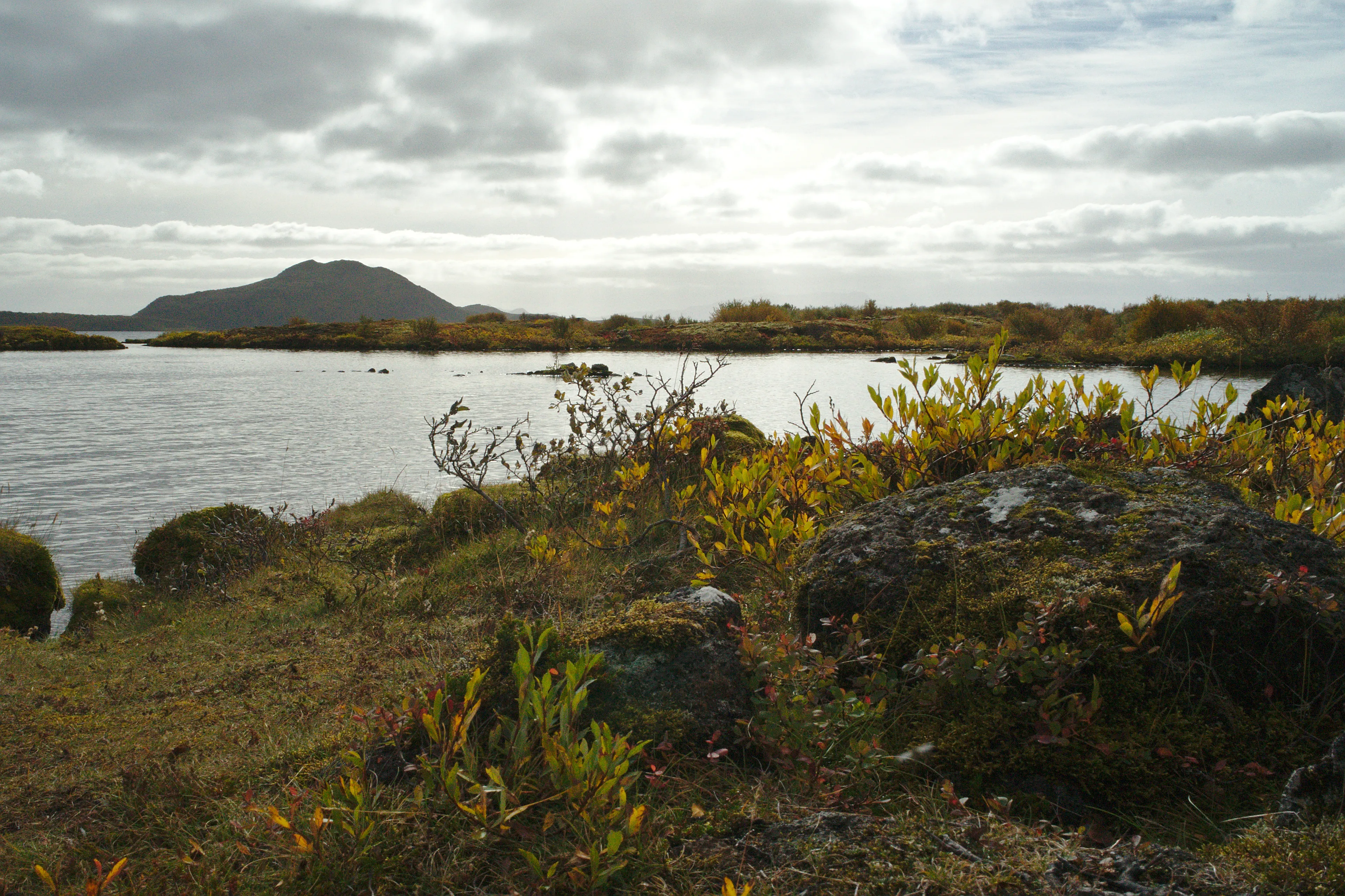 Þingvellir foliage